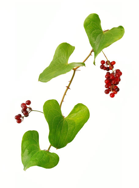 Sarsaparilla sprig with berries,  white background. Closeup of berries and leaves of the climbing plant. convolvulus photos stock pictures, royalty-free photos & images
