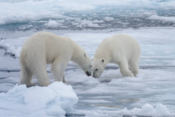 istock Two young wild polar bears playing on pack ice in Arctic sea 1070612506