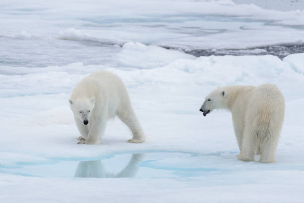 istock Two young wild polar bears playing on pack ice in Arctic sea 1070612654