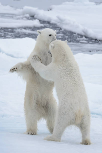 zwei jungen wilden eisbären spielen auf packeis im eismeer - polar bear arctic global warming nature stock-fotos und bilder