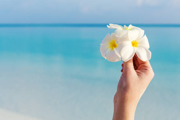 istock White tropical flower plumeria (frangipani) in hand 1070613148
