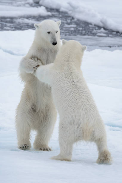 two young wild polar bears playing on pack ice in arctic sea - polar bear global warming arctic wintry landscape imagens e fotografias de stock