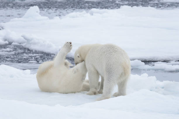 istock Two young wild polar bears playing on pack ice in Arctic sea 1070614112