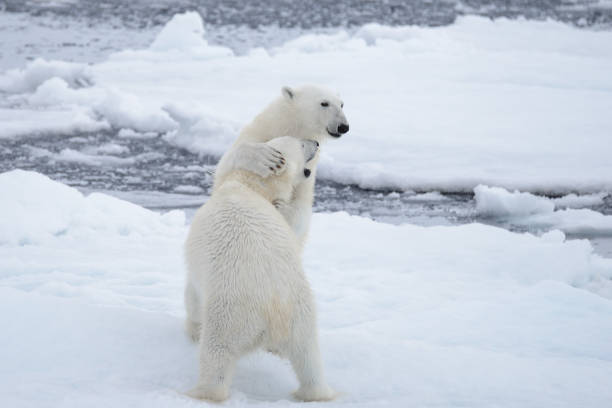 istock Two young wild polar bears playing on pack ice in Arctic sea 1070614220