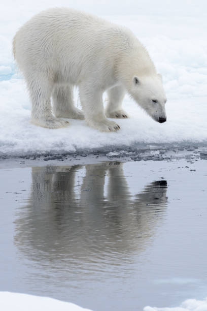 istock Wild polar bear looking to his reflection in water on pack ice in Arctic sea 1070614428