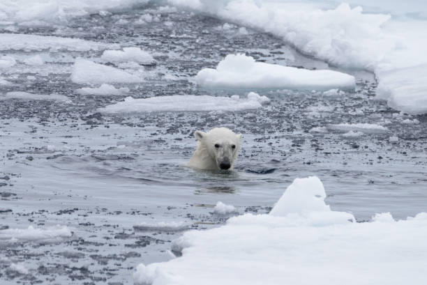 istock Polar bear's (Ursus maritimus) swimm in Arctic sea close up 1070614528