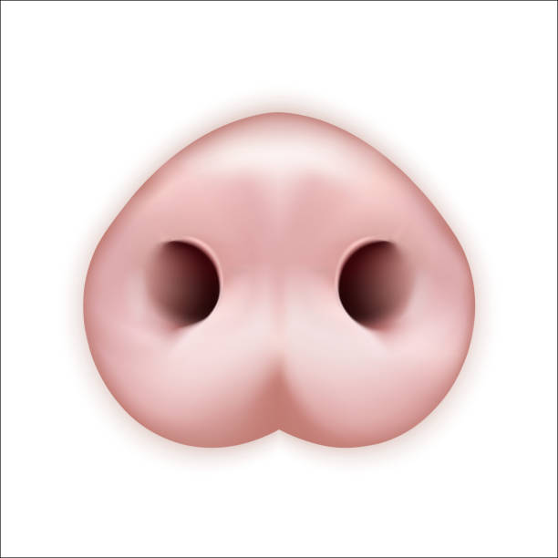 kuvapankkikuvitukset aiheesta sian huuto - snout