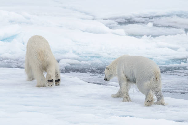 two young wild polar bears playing on pack ice in arctic sea - polar bear global warming arctic wintry landscape imagens e fotografias de stock