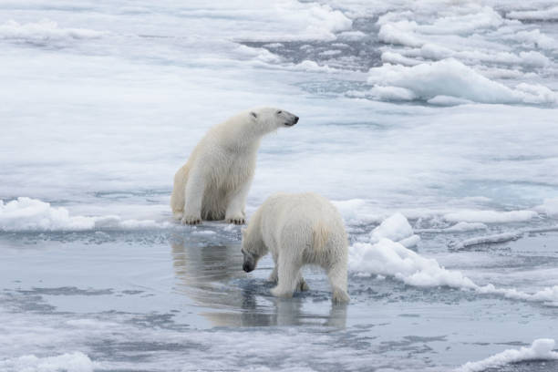 two young wild polar bears playing on pack ice in arctic sea, north of svalbard - polar bear global warming arctic wintry landscape imagens e fotografias de stock