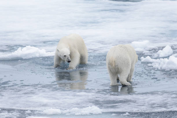 two young wild polar bears playing on pack ice in arctic sea, north of svalbard - polar bear global warming arctic wintry landscape imagens e fotografias de stock