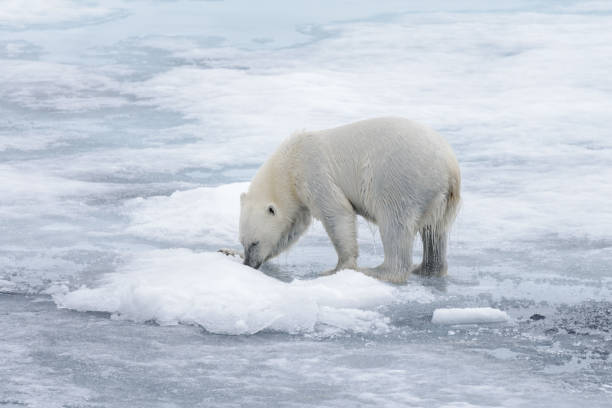 istock Wet polar bear going on pack ice in Arctic sea 1070616130