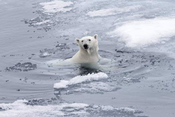 istock Polar bear (Ursus maritimus) swimming in Arctic sea close up 1070616344
