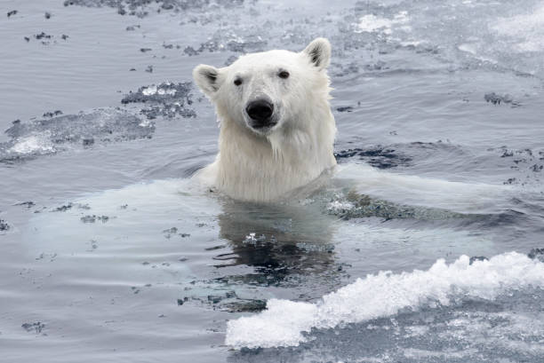 istock Polar bear (Ursus maritimus) swimming in Arctic sea close up 1070616400