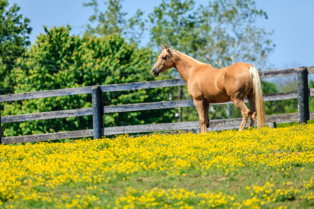 horse on a farm - palomino imagens e fotografias de stock