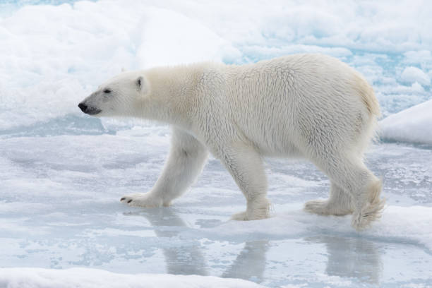 istock Wild polar bear going in water on pack ice in Arctic sea 1070616800
