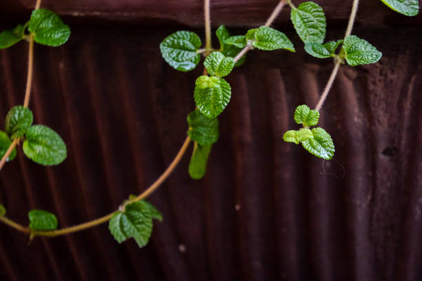 istock Beautiful green leaves 1070616980