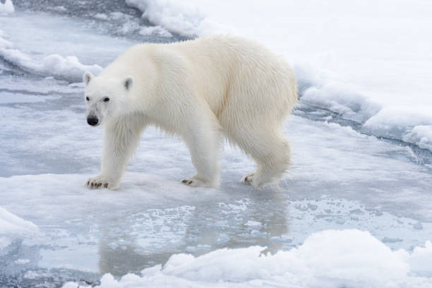 istock Wild polar bear going in water on pack ice in Arctic sea 1070617126