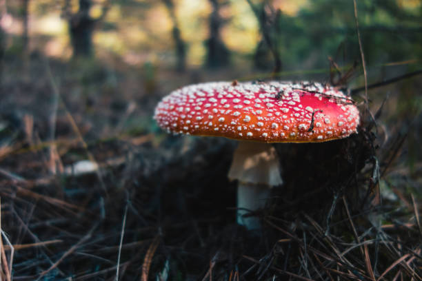 istock Dangerous poisonous mushrooms close up vivid image 1070617602