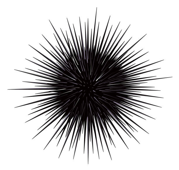 Sea urchin isolated on the white background sea life sea urchin stock illustrations
