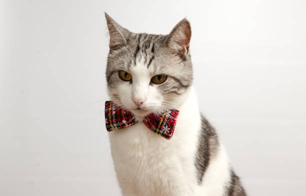 istock Cat in a Christmas bow tie on a white background 1070622480