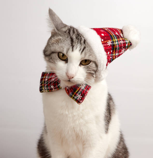 istock Cat in a red Christmas hat and bow tie on a white background 1070622844