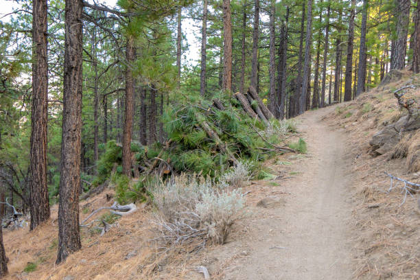 istock Trees cut in the forest to help with fire prevention. 1070623688