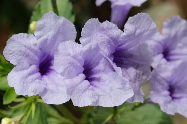 istock Ruellia tuberosa Linn in bloom, nature 1070623724