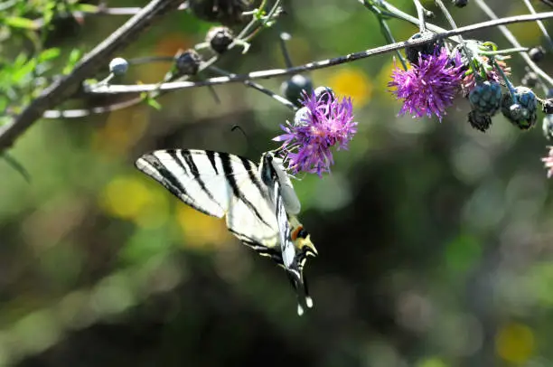 The Scarce Swallowtail it is also called Sail Swallowtail or Pear-tree Swallowtail.Podalirius (Latin Iphiclides podalirius) - Butterfly sailboats family (Papilionidae).