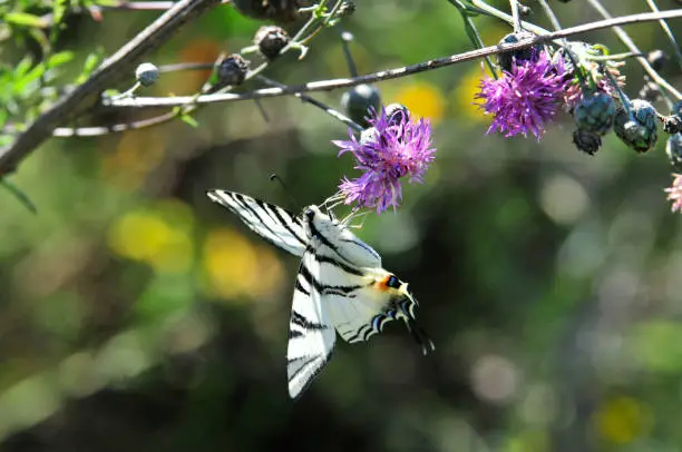 The Scarce Swallowtail it is also called Sail Swallowtail or Pear-tree Swallowtail.Podalirius (Latin Iphiclides podalirius) - Butterfly sailboats family (Papilionidae).