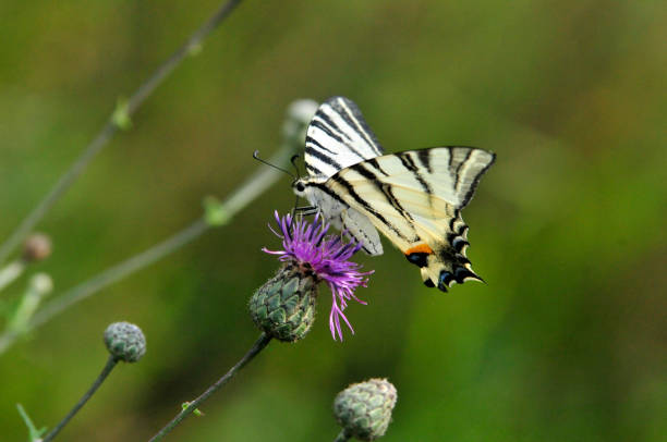 istock The Scarce Swallowtail it is also called Sail Swallowtail or Pear-tree Swallowtail. 1070624668