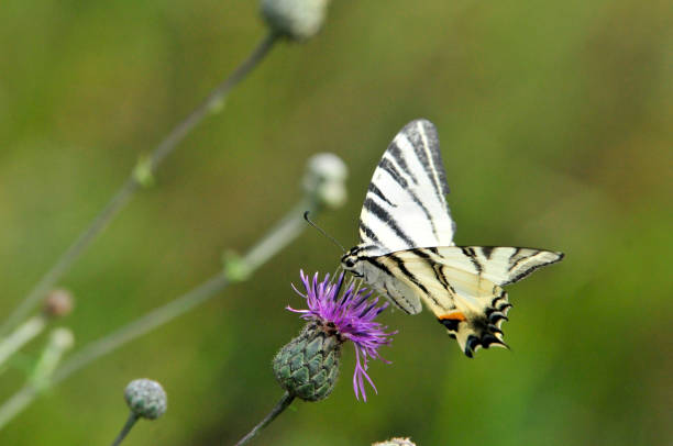 istock The Scarce Swallowtail it is also called Sail Swallowtail or Pear-tree Swallowtail. 1070624792