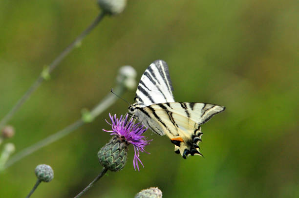 istock The Scarce Swallowtail it is also called Sail Swallowtail or Pear-tree Swallowtail. 1070624796
