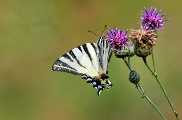 istock The Scarce Swallowtail it is also called Sail Swallowtail or Pear-tree Swallowtail. 1070624924