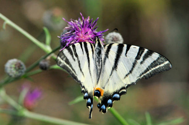 istock The Scarce Swallowtail it is also called Sail Swallowtail or Pear-tree Swallowtail. 1070625148