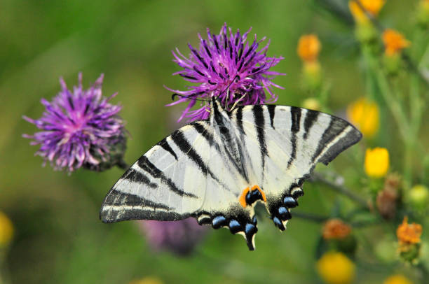 istock The Scarce Swallowtail it is also called Sail Swallowtail or Pear-tree Swallowtail. 1070625512