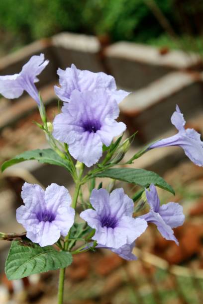Beautiful waterkanon or violet flower garden, Mexican petunia flowers blooming. Also known as Mexican bluebell, Britton’s petunia,Watrakanu, Minnieroot, Iron root, Feverroot, Popping pod, Cracker plant, Trai-no, Toi ting hermoso waterkanon o jardín de flores violeta, flores petunia mexicanas florece. también conocido como mexicano bluebell, petunia de britton, watrakanu, minnieroot, hierro de la raíz, feverroot, popping pod, ting de galleta de la planta, no trai, toi