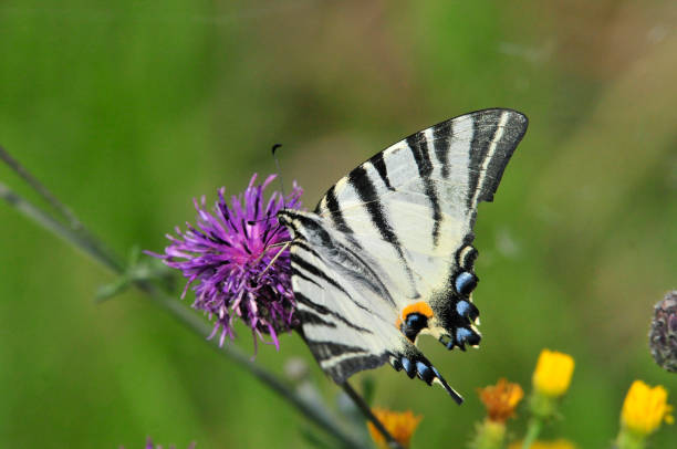 istock The Scarce Swallowtail it is also called Sail Swallowtail or Pear-tree Swallowtail. 1070625758