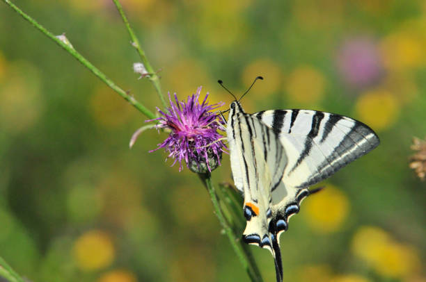 istock The Scarce Swallowtail it is also called Sail Swallowtail or Pear-tree Swallowtail. 1070625814