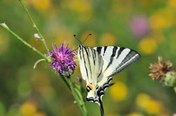 istock The Scarce Swallowtail it is also called Sail Swallowtail or Pear-tree Swallowtail. 1070625832