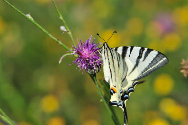 istock The Scarce Swallowtail it is also called Sail Swallowtail or Pear-tree Swallowtail. 1070625954