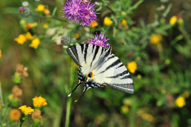 istock The Scarce Swallowtail it is also called Sail Swallowtail or Pear-tree Swallowtail. 1070626536