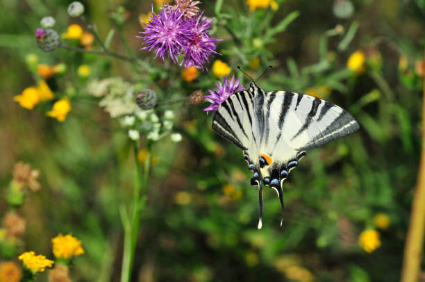 istock The Scarce Swallowtail it is also called Sail Swallowtail or Pear-tree Swallowtail. 1070626668