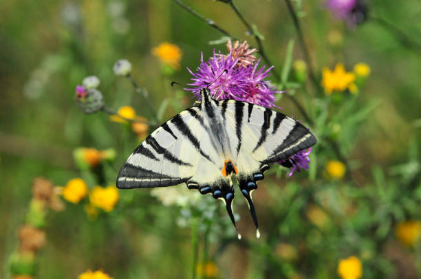 istock The Scarce Swallowtail it is also called Sail Swallowtail or Pear-tree Swallowtail. 1070626766