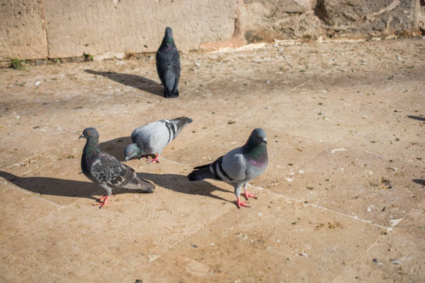 istock Lonely birds by live in urban environment 1070627386