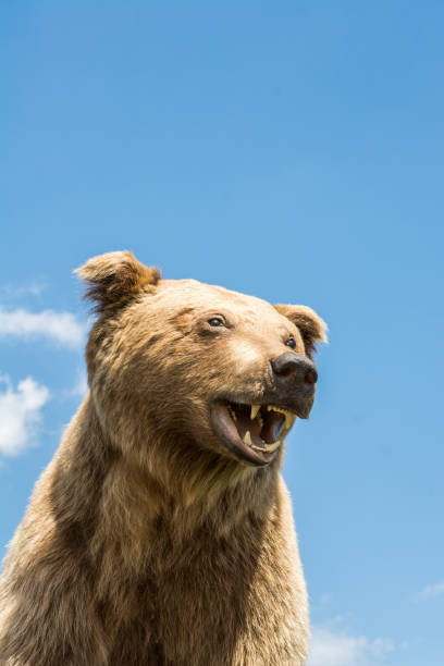 istock The stuffed big brown bear head as wild animal 1070629592