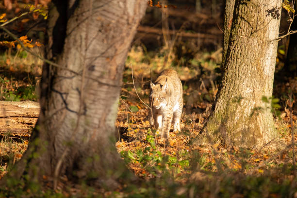 istock Eurasianlynx, Lynx lynx 1070631436