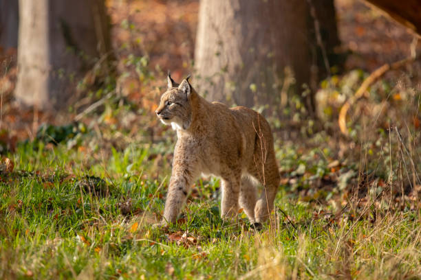 istock Eurasianlynx, Lynx lynx 1070631856