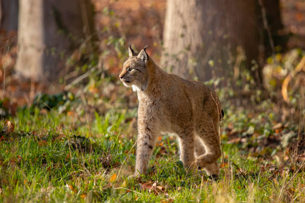 istock Eurasianlynx, Lynx lynx 1070632116