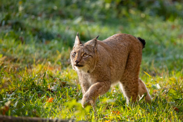istock Eurasianlynx, Lynx lynx 1070632160
