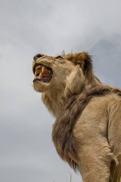 istock Head of stuffed lion with mouth open 1070632458